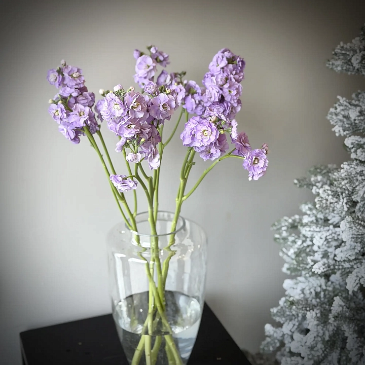 Пачка маттиолы кустовой лавандовой оптом №2258